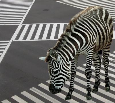 zebra.jpg